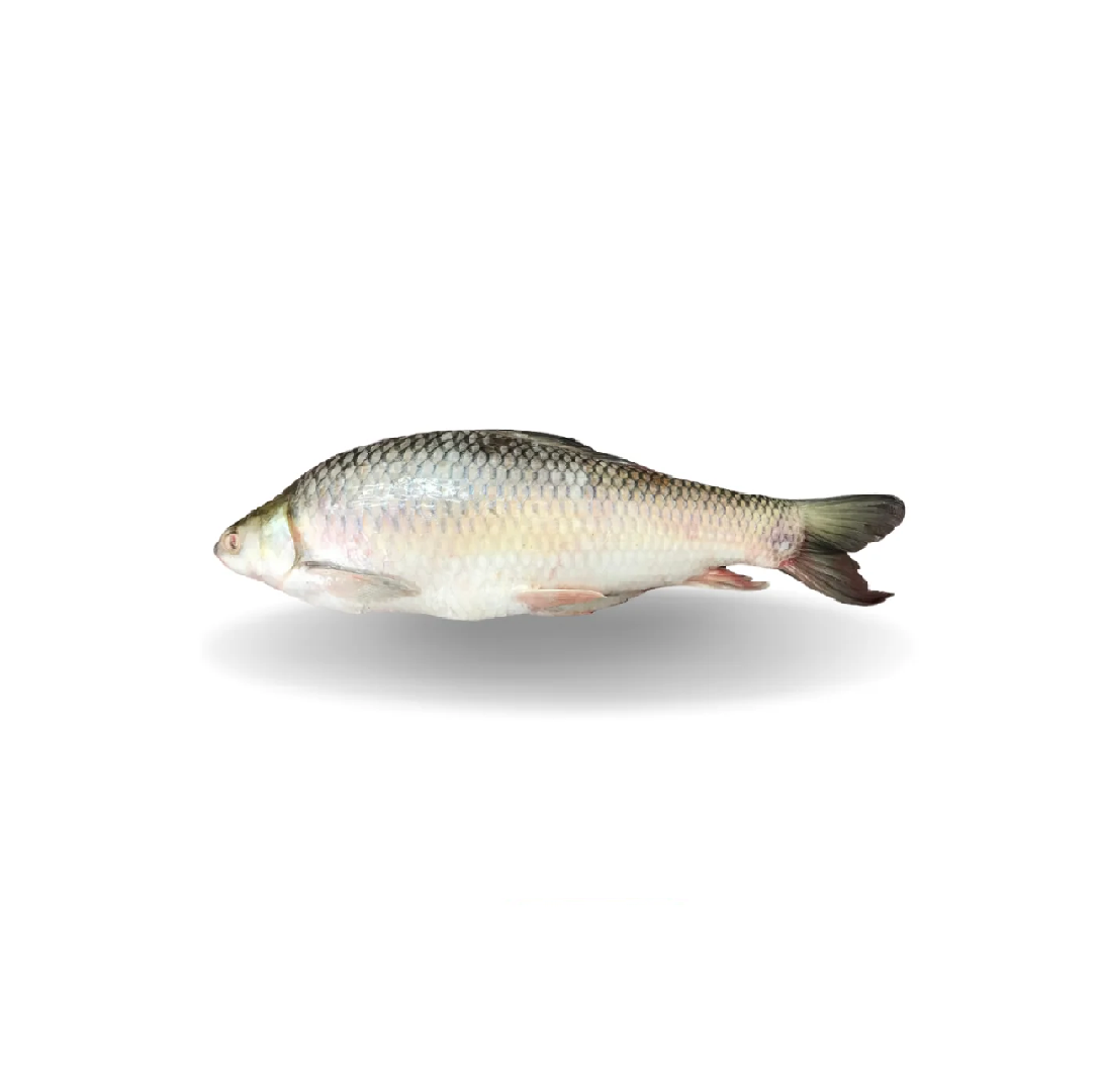 Migal Fish 1 - 2pcs