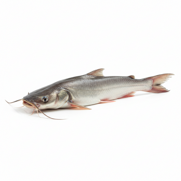 Boal Fish