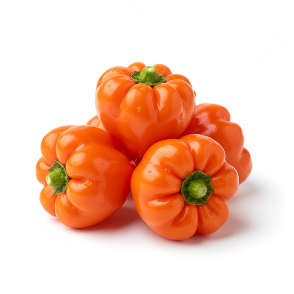 Scotch Bonnet Chilli