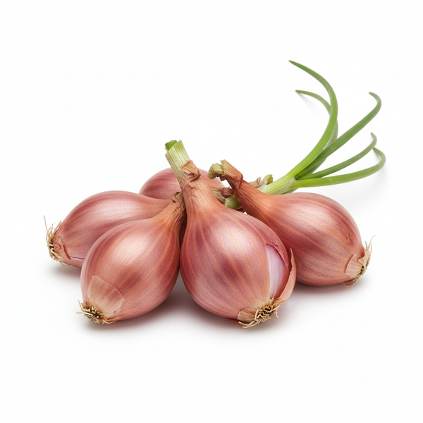 Shallot Onion