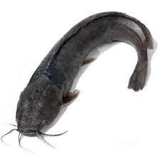 Magur Fish