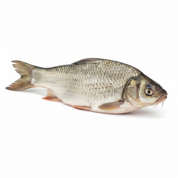 Mirgal Fish