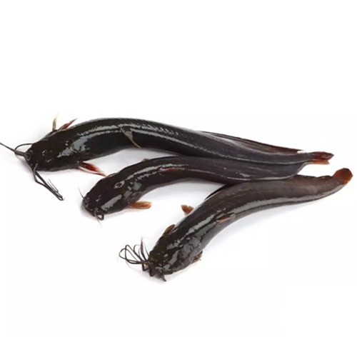 Shing Fish